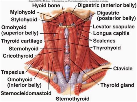 They are very large and strong and help support the weight of your body. The many muscles of the neck (SCM is the V-shaped muscles). | Shoulder Pain Research | Pinterest ...