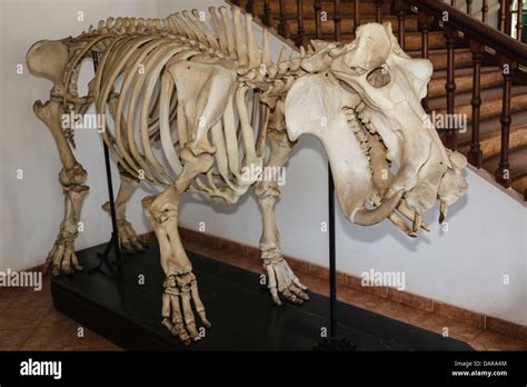 Hippopotamus Skeleton High Resolution Stock Photography And Images Alamy