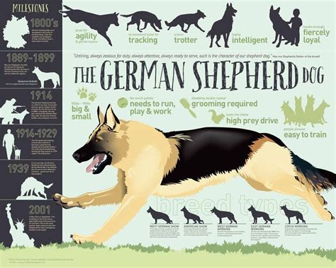 German Shepherd Dog Infographic Some Basic Info For Anyone Interested