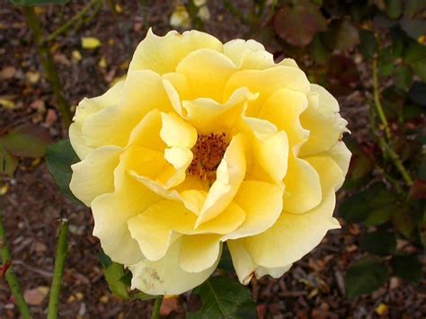 Yellow Rose Flower Wallpapers Wallpaper Cave