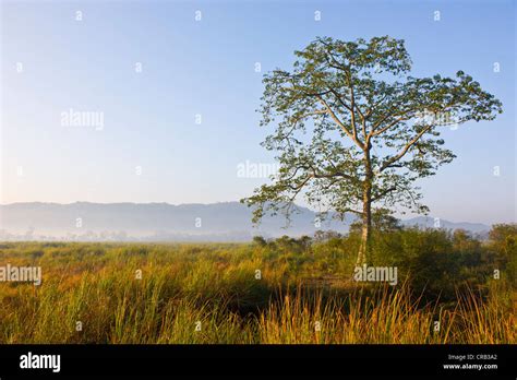 Elephant grass in the UNESCO World Natural Heritage Site of Kaziranga