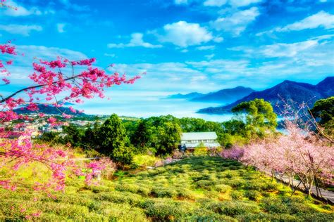 Taiwan China Spring Sakura Tree Flower Green Mountain