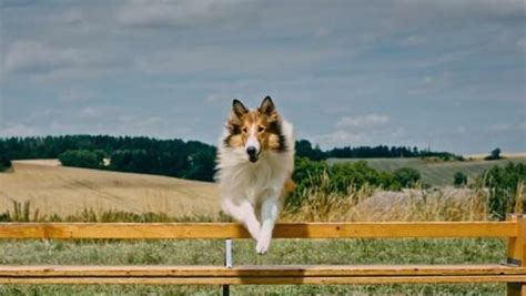 trailer ufficiale italiano lassie torna a casa 2020 filmtv it