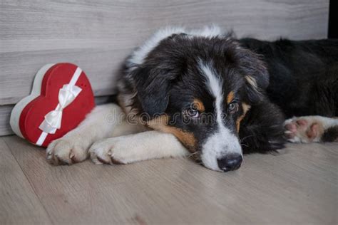 Australian Shepherd Puppy Dog Lying On Couch Play With Heart T Box
