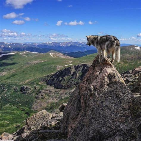 Meet Loki The Giant Happy Wolfdog Who Loves Epic Outdoor Adventures
