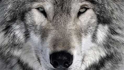 Native American Wolf Wallpapers Top Free Native American Wolf