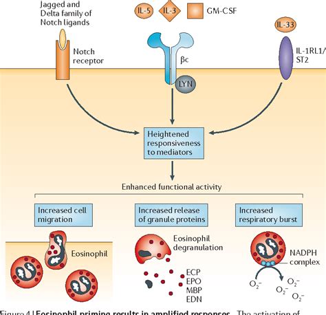 Targeting Eosinophils In Allergy Inflammation And Beyond Semantic