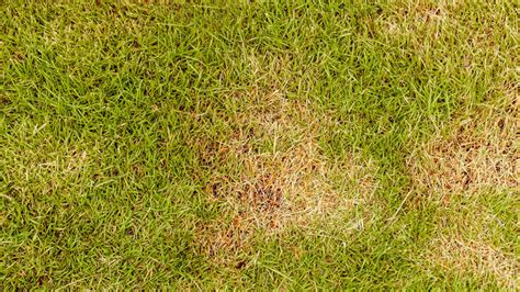 Heres Why Your Lawn Looks Rusty Orange Not Green