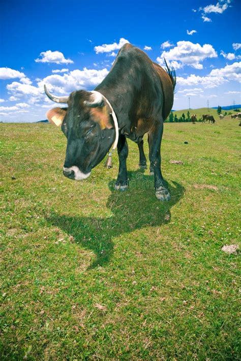 Cows Grazing On Hill Stock Photo Image Of Sunny Vegetarian
