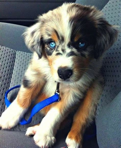 These 25 Cute Cross Breed Dogs Will Make You Fall In Love With Mutts