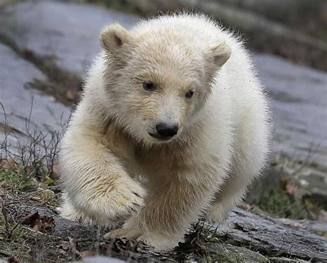 Berlin Zoo Shows Off Adorable New Polar Bear Cub Pics Are
