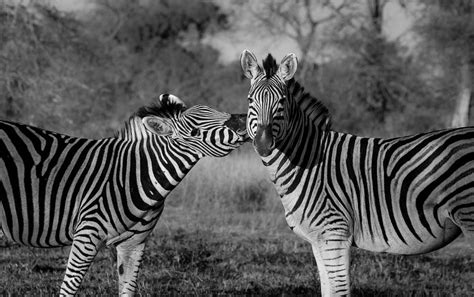 Monochrome Monday 19 Sabi Sabi Private Game Reserve Blog