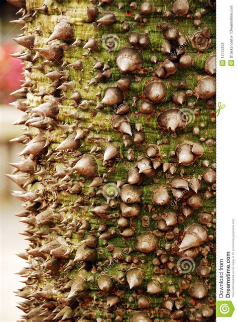 Tree Bark Thorn Texture Background Stock Photo Image Of