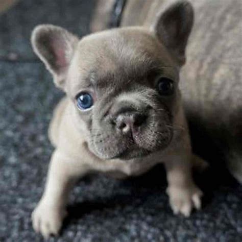 French Bulldog Puppies Frenchies