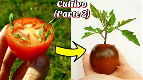 Cientos De Tomateras En 5 Días 2 🍅 Guía Completa Del Cultivo De