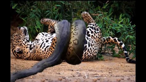 List Of Anaconda Vs Jaguar Animal Face Off 2022