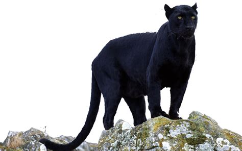 Black Panther Jaguar Leopard Cougar Panther Png Download 1024640