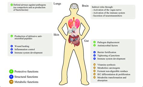 We did not find results for: Main functions of bacteria in the human body. IEC ...