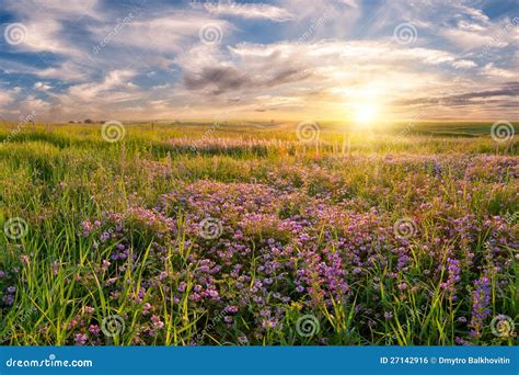 Flower Meadow On Sunrise Stock Photo Image Of Scenery 27142916