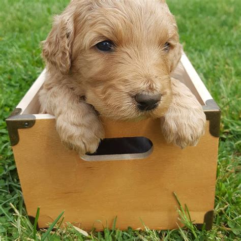 Mini goldendoodle puppies for sale. Goldendoodle Puppies For Sale | Rocky Mount, VA #274708