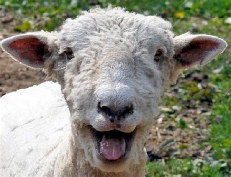 Ten Of The Funniest Images Of Sheep You Will Ever See