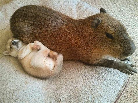 Capybaras Are Really Chill With Everyone