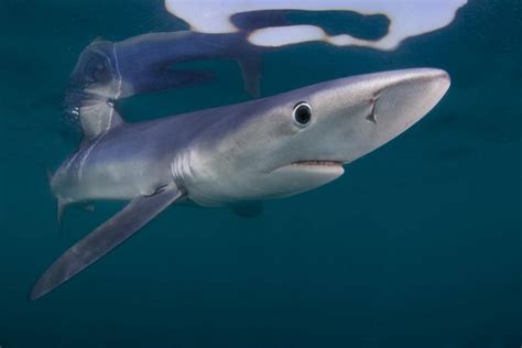 What Shark Species Live In Canadas Coastal Waters