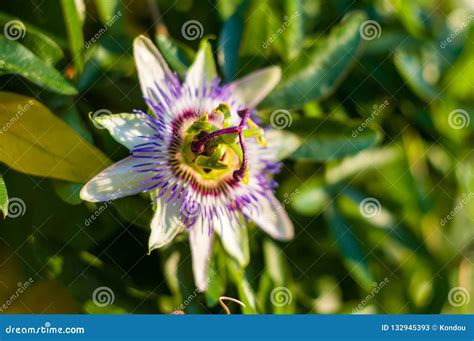 Passion Flower Passiflora Caerulea Passionflower Against Green Garden