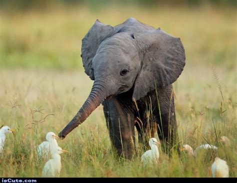 Baby Elephant And Baby Cranes Baby Animals Animals Friends Elephants