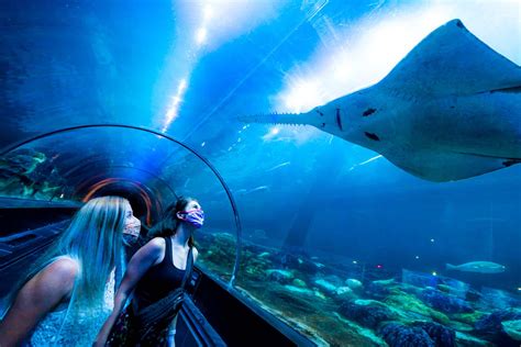 Shark Encounter At Seaworld Orlando Orlando Informer