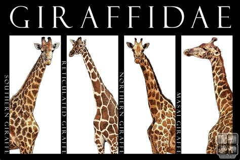 Giraffes Of Africa By On Deviantart