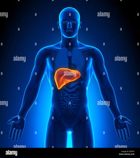 Liver Anatomy High Resolution Stock Photography And Images Alamy