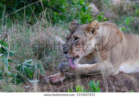 Lioness Licking Her Paw After Hunting Stock Photo 1519637651 Shutterstock