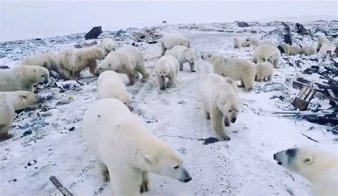 Polar Bears Have Invaded A Russian Outpost And Theyre Hungry The