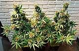 Silk Marijuana Plant Photos