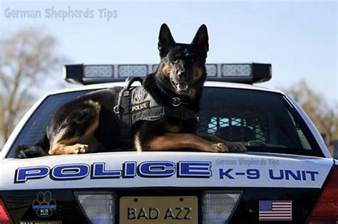 K 9 Unit Military Working Dogs Police Dogs Dog Hero