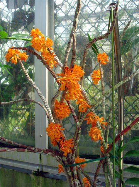 HOA PHONG LAN VIỆT VIETNAM ORCHIDS List of Dendrobium species Aphrodite Fall Wreath Orchids