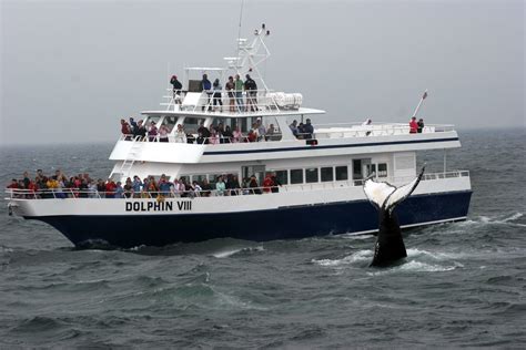 Whale Watching in Provincetown | New England Living