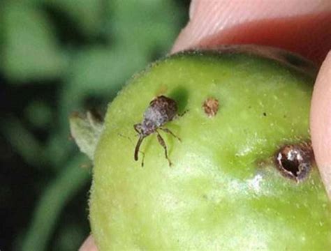 Plum curculio is a native pest of north america that can cause considerable problems in orchards throughout kentucky. Keep insects at bay to protect trees and fruit - Winnipeg ...