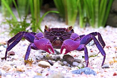 Vampire Purple Crab Post Crabs Animal Crab Species Tropical