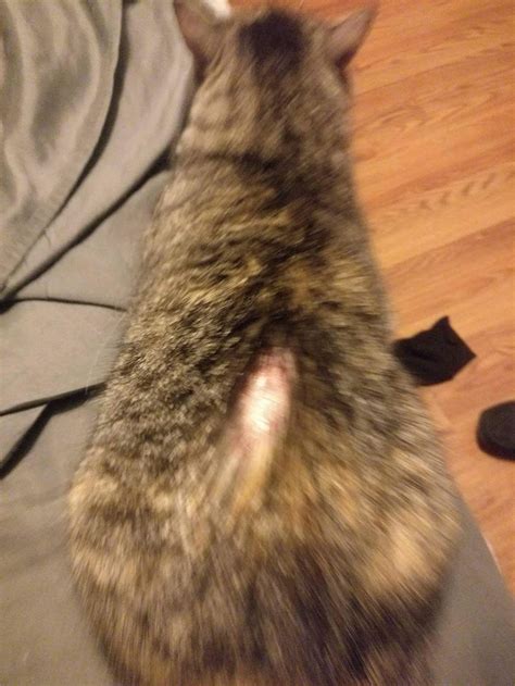My Cat Is Losing Fur And Her Skin Is Red With Scabs On Her Lower Back She S Also Twitches In