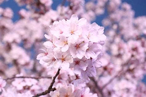 벚꽃 벚나무 봄 Pixabay의 무료 사진 Pixabay