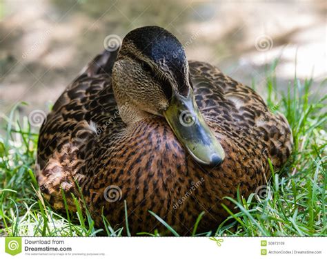 Close Up Of Female Mallard Duck From Front Stock Image Image Of