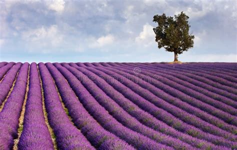 Lavender Field And A Lone Tree Stock Photo Image Of Bloom Harvest