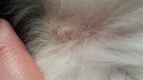 Anyone Know What This Could Be Scratching And Black Spots Cat Forum