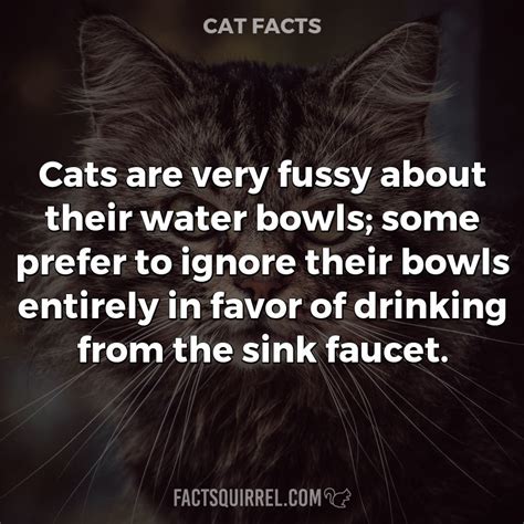 Cats Are Very Fussy About Their Water Bowls Some Prefer To Ignore