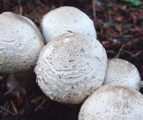 White Round Mushroom Flickr Photo Sharing