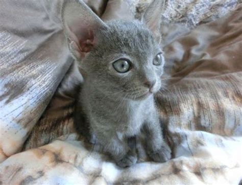 Die korat katze wurde möglicherweise im 19. Korat-Katze - Zaseeta