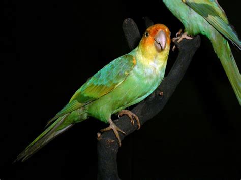 Parrot Encyclopedia Carolina Parakeet World Parrot Trust