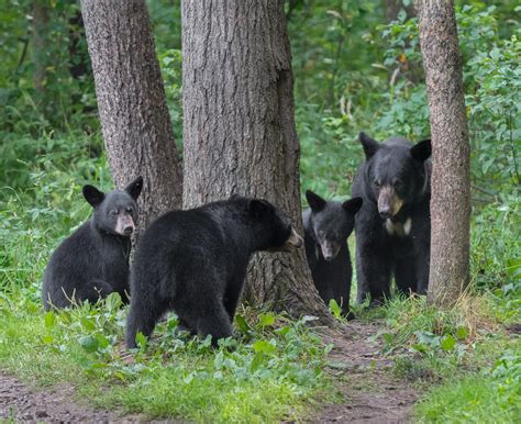 The Alabama Cooperative Extension System Talks Black Bears In Alabama